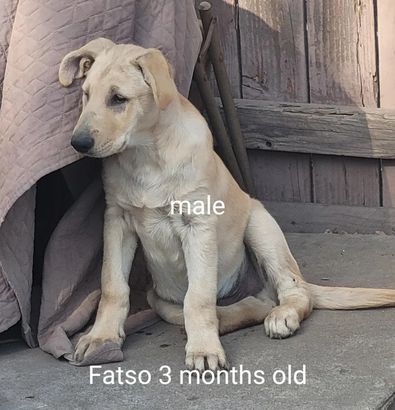 Golden Retreiver Shepherd Mix thumbnail 2