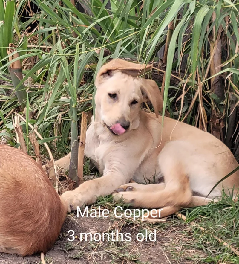 Golden Retreiver Shepherd Mix thumbnail 3