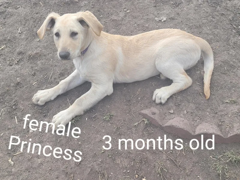 Golden Retreiver Shepherd Mix thumbnail 4