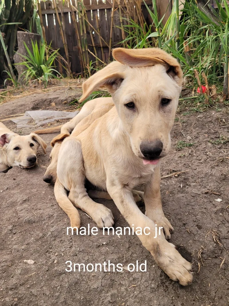 Golden Retreiver Shepherd Mix thumbnail 5