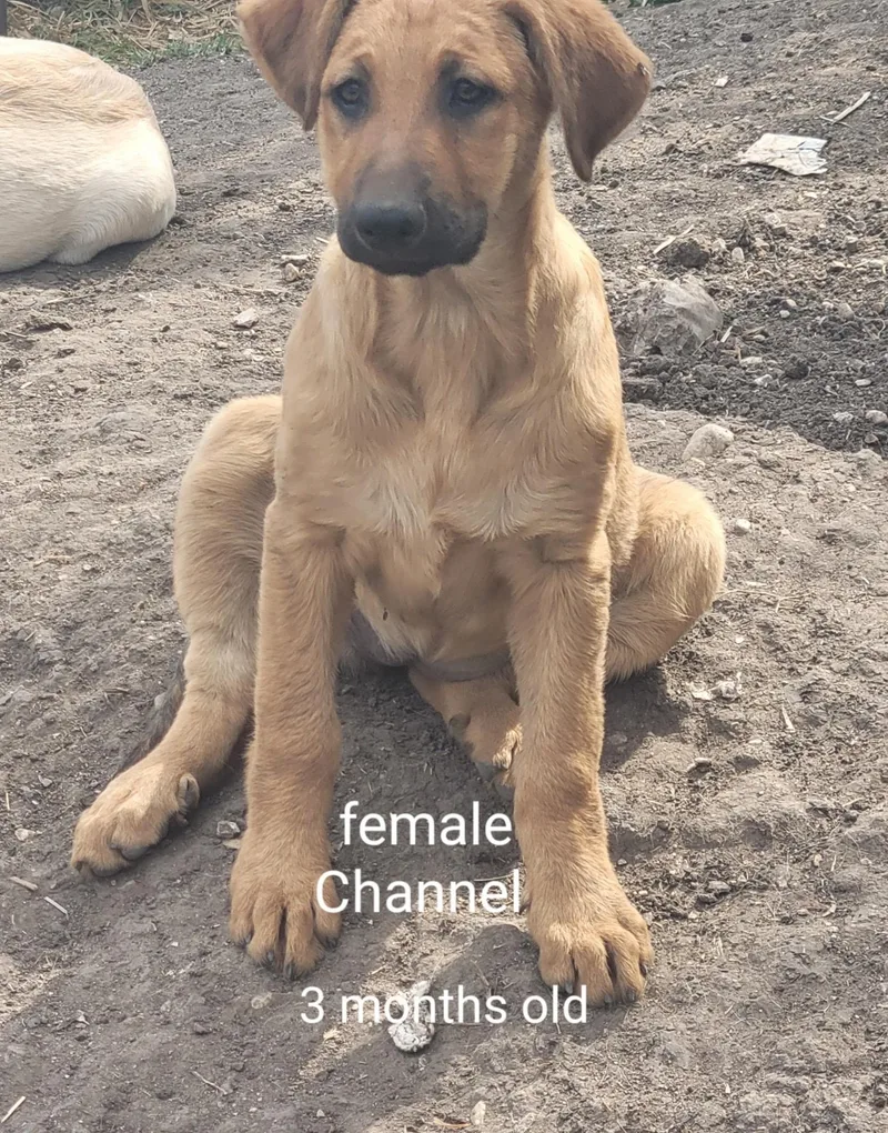 Golden Retreiver Shepherd Mix thumbnail 6