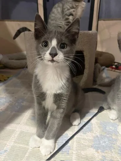 A baby medium-sized male Gray & White Domestic Short Hair cat named Brandon Marsh for adoption in Philadelphia, PA