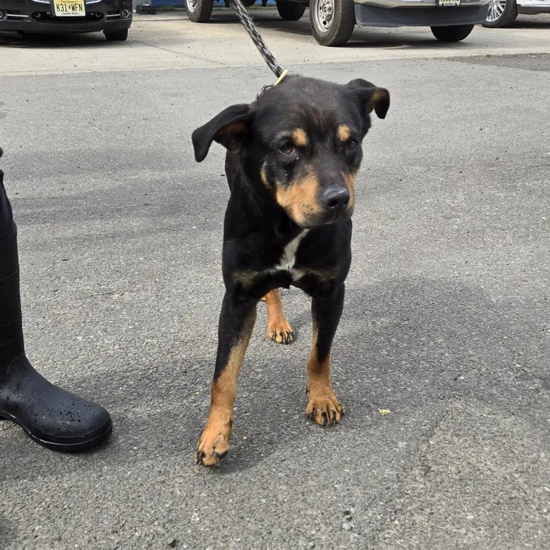 An adult medium-sized male Black Catahoula Leopard Dog dog named Raj for adoption in Newark, NJ