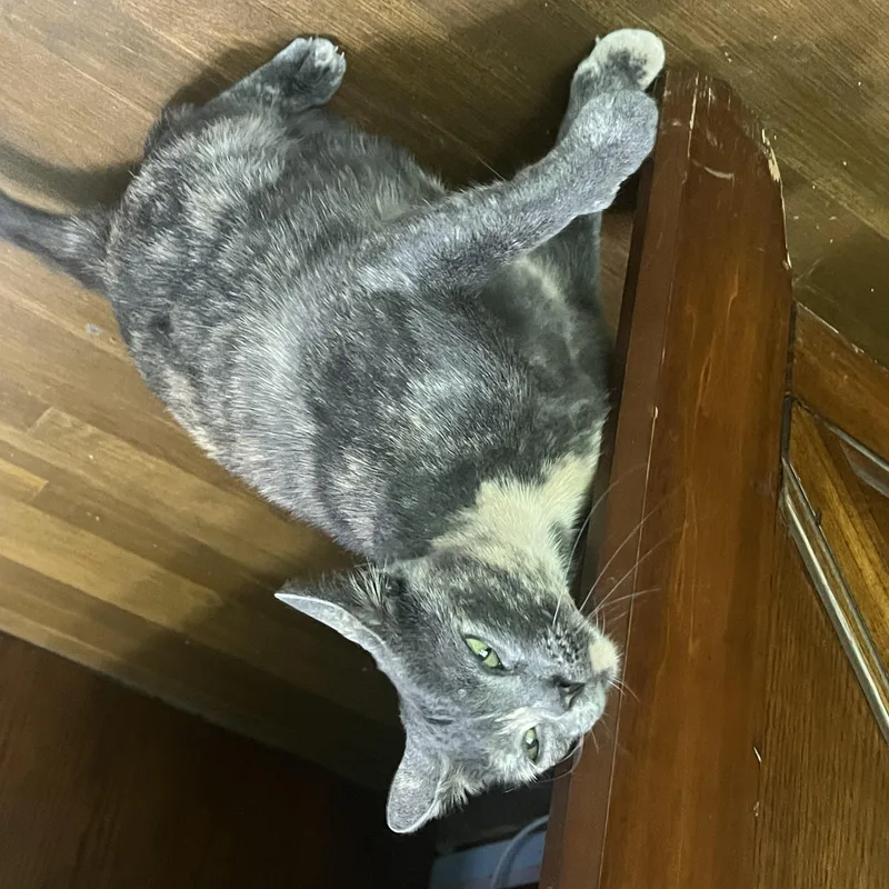 A young medium-sized female Dilute Tortoiseshell cat named Pearl for adoption in Wadsworth, IL
