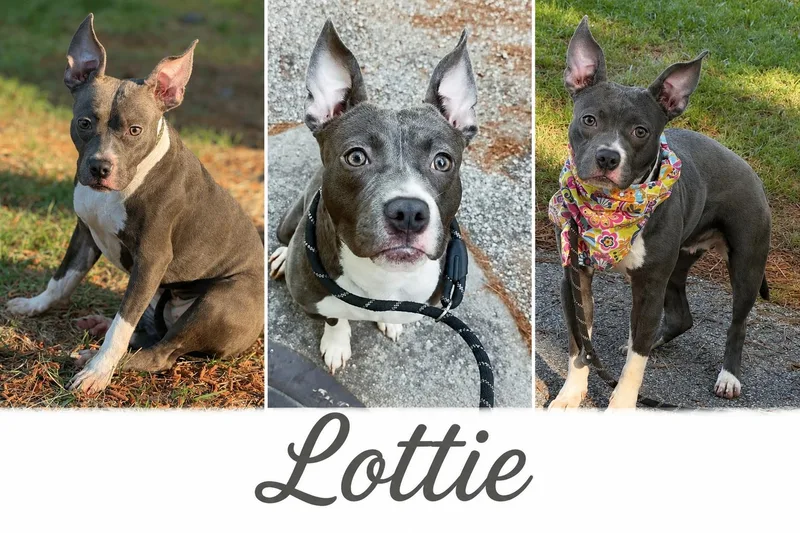 A young medium-sized female Boston Terrier dog named Lottie for adoption in Shillington, PA