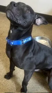A young medium-sized male Black Pit Bull Terrier dog named Thatcher for adoption in Cleveland, OH