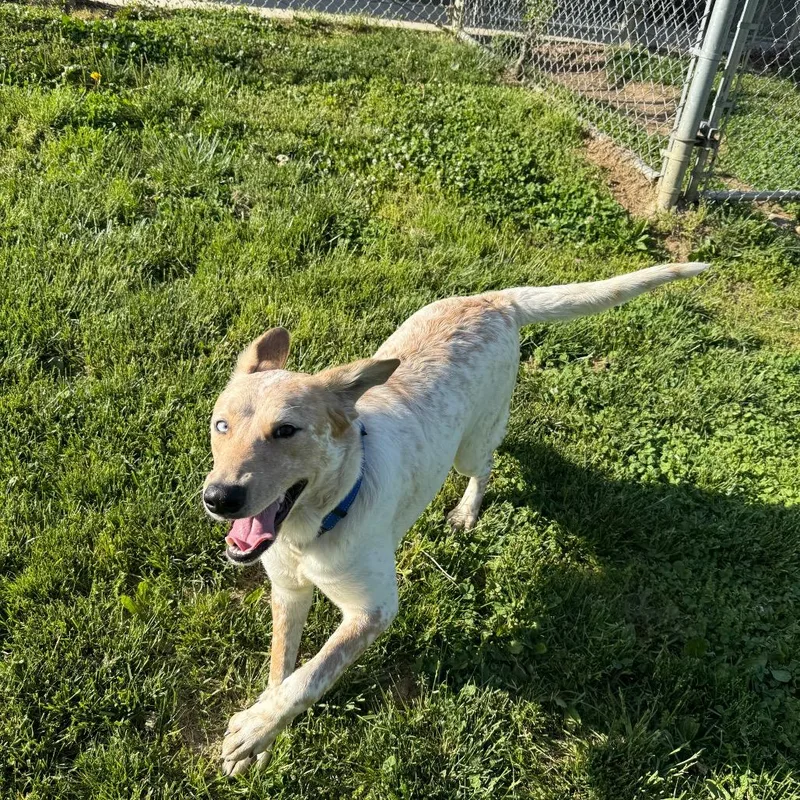 A young large-sized female Apricot / Beige Anatolian Shepherd dog named Lash for adoption in Newark, DE