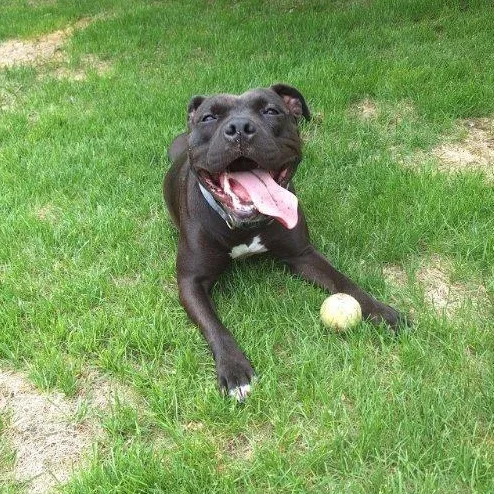 A young medium-sized female Black Staffordshire Bull Terrier dog named Athena for adoption in Jamestown, ND