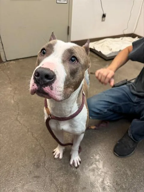 A young medium-sized male Pit Bull Terrier dog named Bruce Wayne for adoption in Tucson, AZ