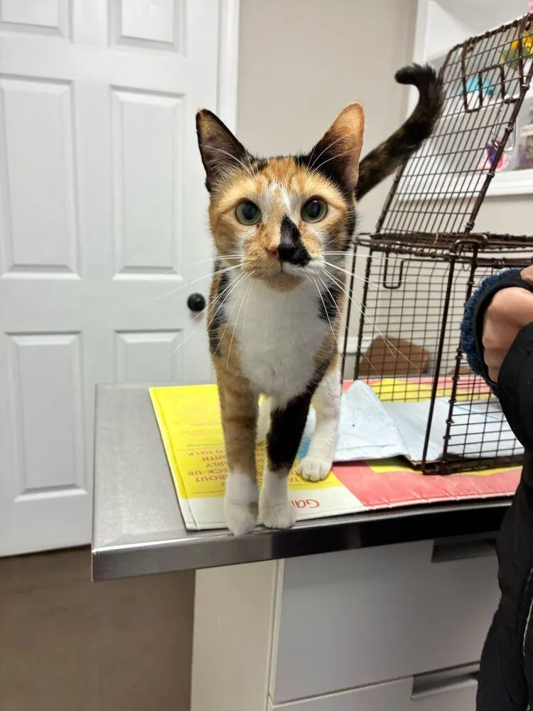 An adult medium-sized female Domestic Short Hair cat named Yuki for adoption in Marietta, GA
