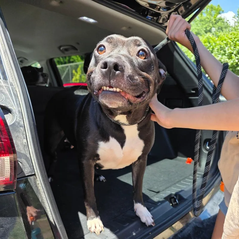 An adult small-sized female Black Mixed Breed dog named Trixie for adoption in Huntington, WV