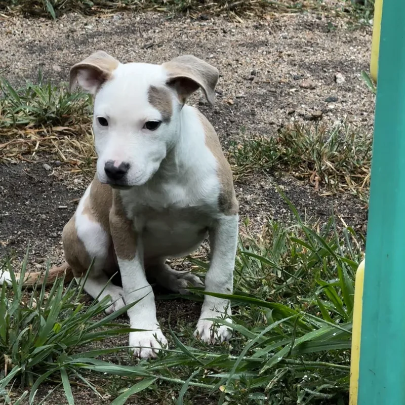 A baby medium-sized female American Staffordshire Terrier dog named Madame Mim for adoption in Portland, ME