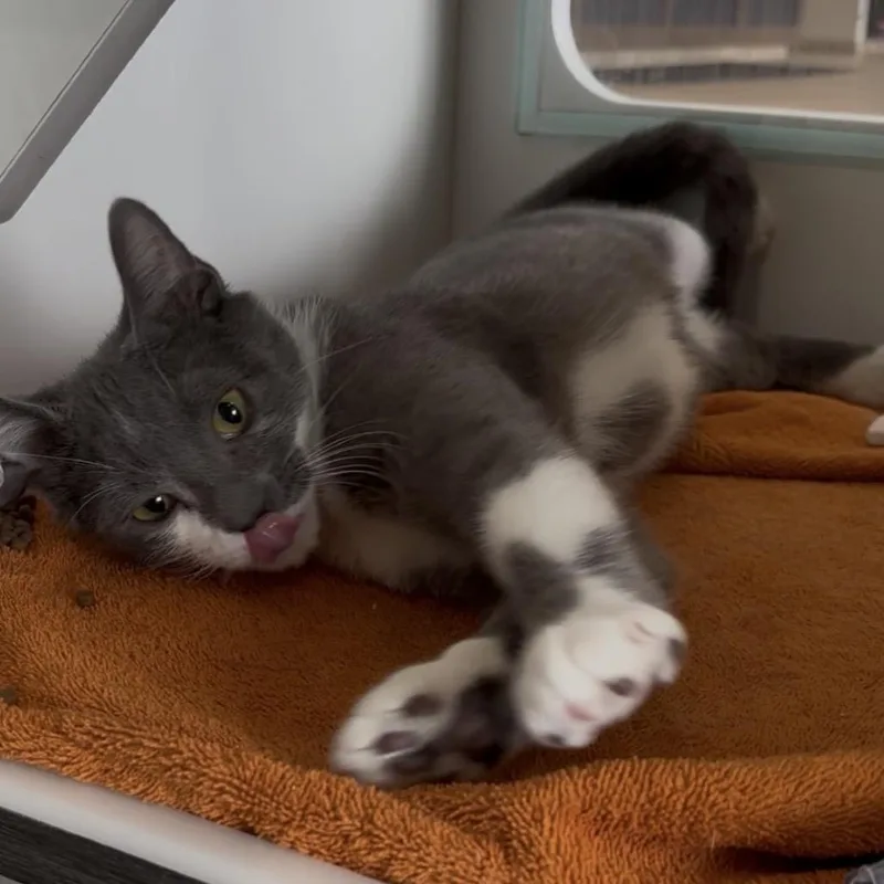 A young medium-sized male Gray / Blue / Silver Domestic Short Hair cat named Mushluv for adoption in Oak Park, IL