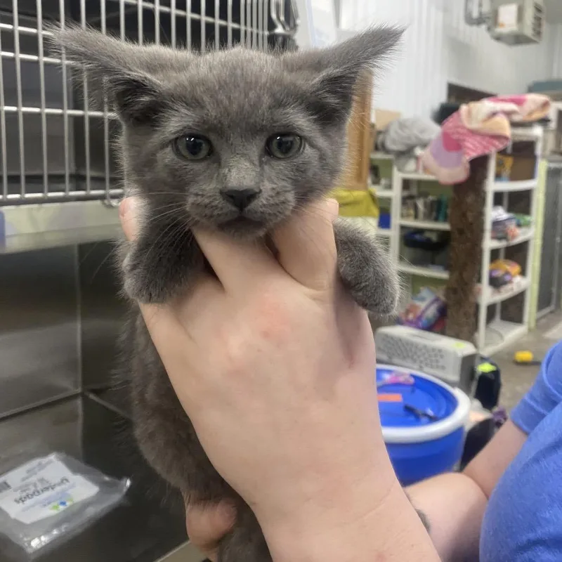 A baby small-sized female Gray / Blue / Silver Domestic Short Hair cat named Nova for adoption in Corbin, KY