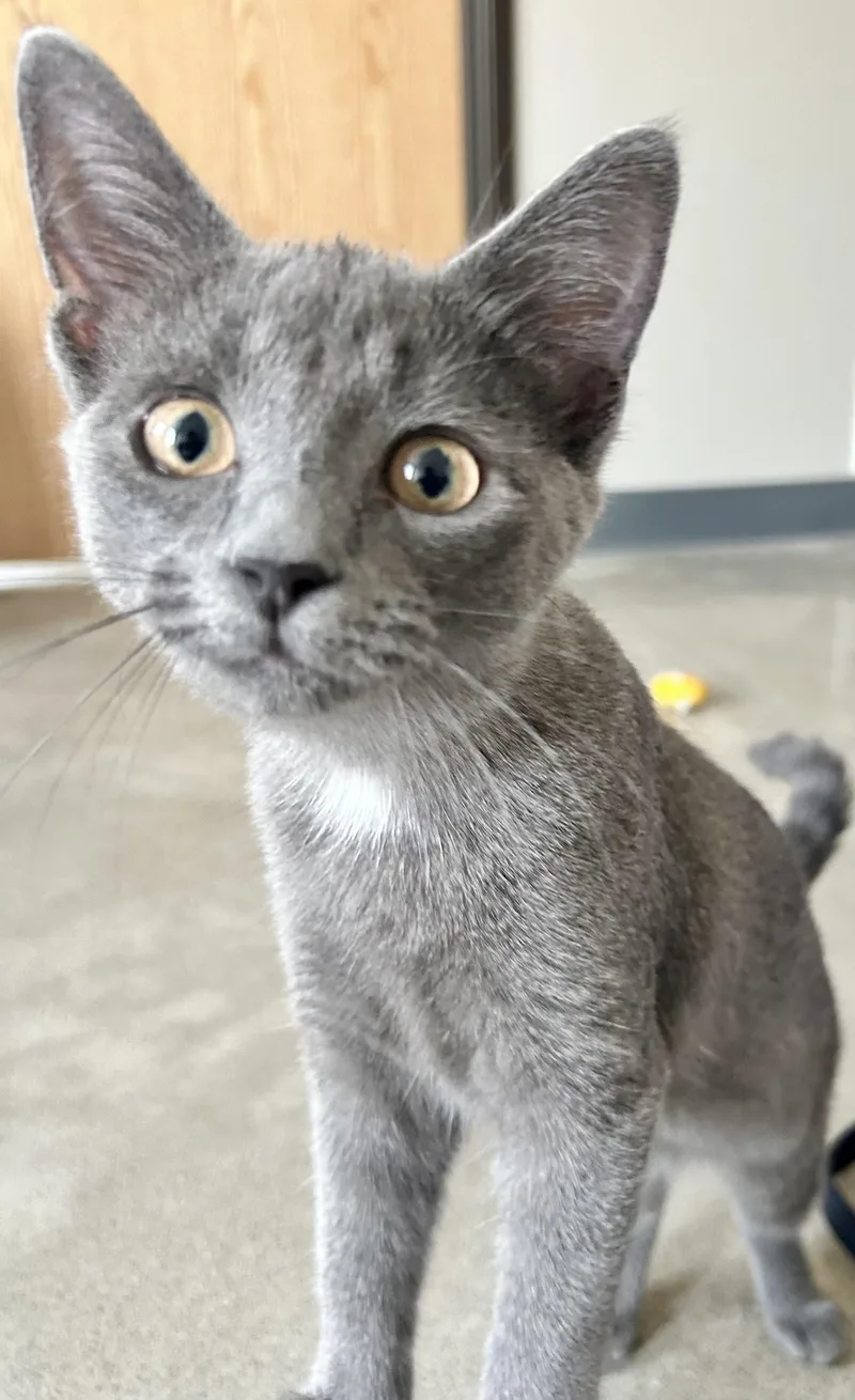 A young medium-sized female Gray & White Domestic Medium Hair cat named Glimmer for adoption in Sandusky, MI