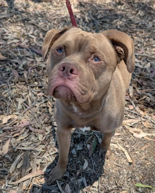 A young medium-sized male Pit Bull Terrier dog named Plankton for adoption in Escondido, CA