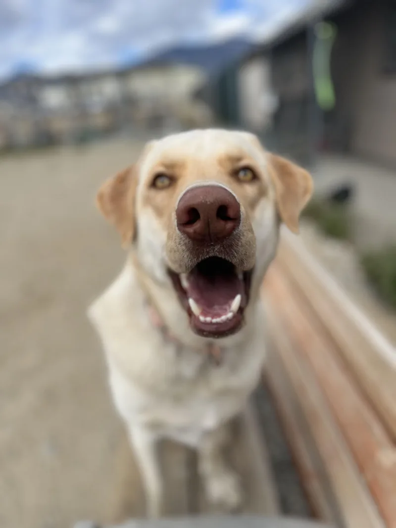 A young large-sized male Yellow / Tan / Blond / Fawn Yellow Labrador Retriever dog named Ollie for adoption in Buena Vista, CO
