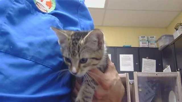 A baby medium-sized male Domestic Short Hair cat named Bear for adoption in Cookeville, TN