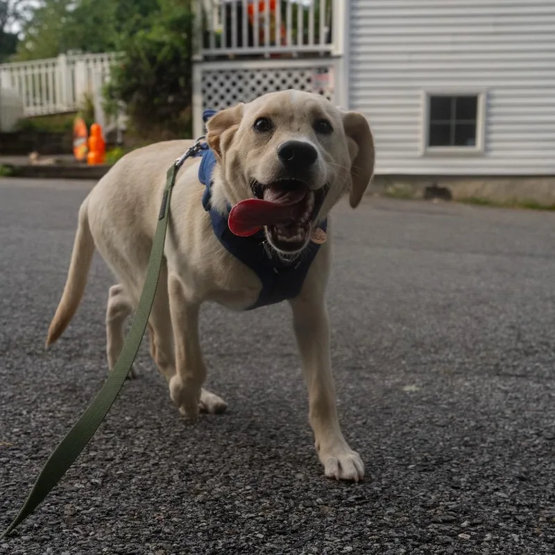 A young medium-sized male Labrador Retriever dog named Han solo for adoption in Pawling, NY