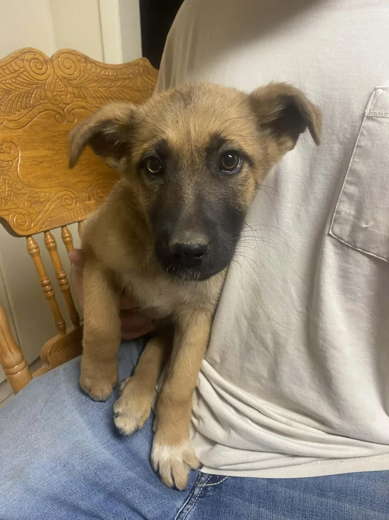 A baby large-sized male Bicolor Shepherd dog named Tracker for adoption in Uxbridge, MA