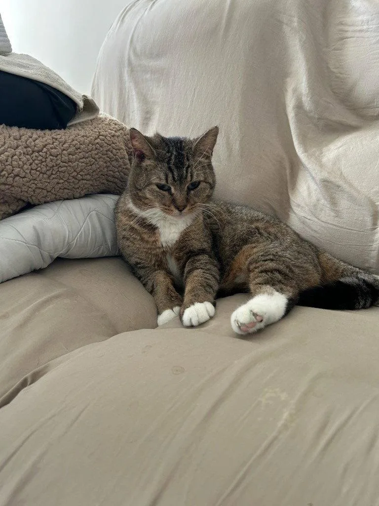 An adult medium-sized female Tabby cat named Kawai for adoption in Fayetteville, GA