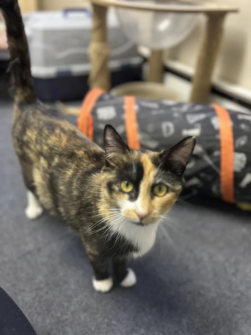 A young medium-sized female Calico cat named Grace for adoption in Greensburg, PA