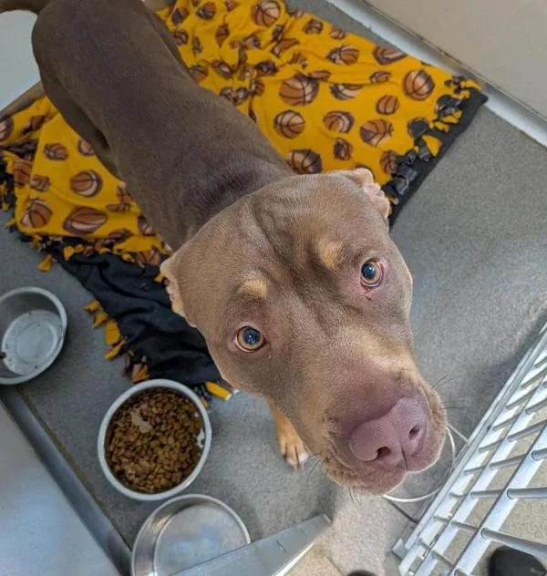 An adult large-sized male Terrier dog named Choco for adoption in Des Moines, IA