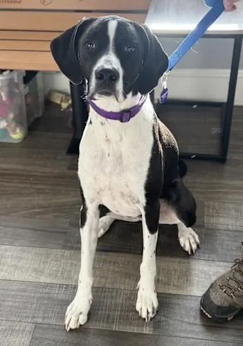 Maverick thumbnail 2