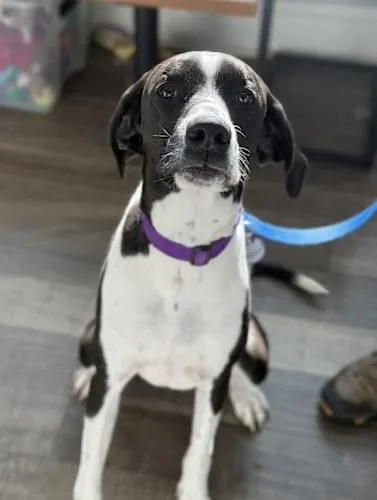 Maverick thumbnail 3