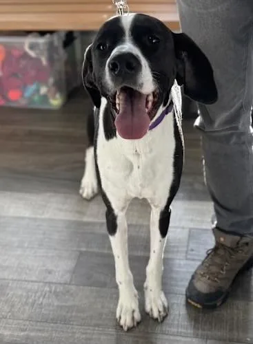 Maverick thumbnail 4