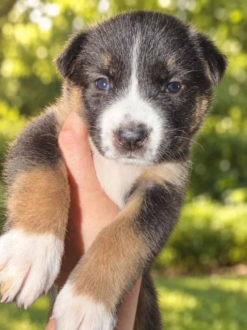A baby large-sized female Cattle Dog dog named Tallulah for adoption in Lodi, CA