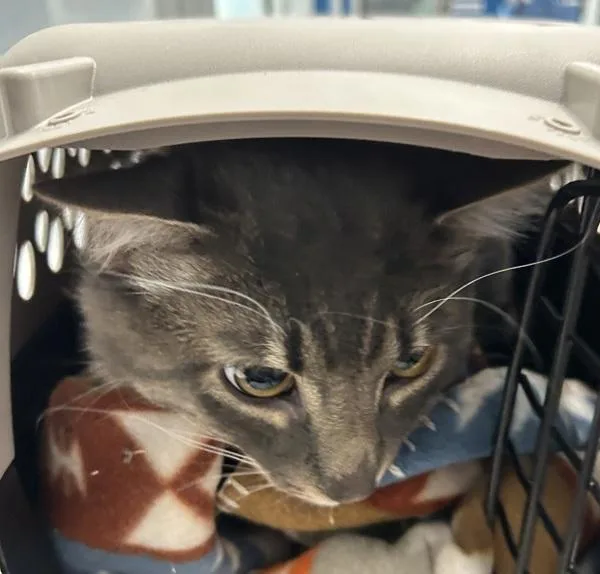 An adult small-sized male Domestic Medium Hair cat named Chip for adoption in Golden, CO