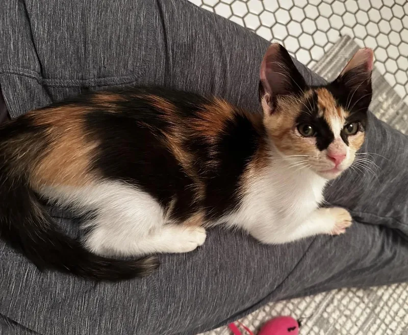 A young medium-sized female American Shorthair cat named Sicily for adoption in Houston, TX