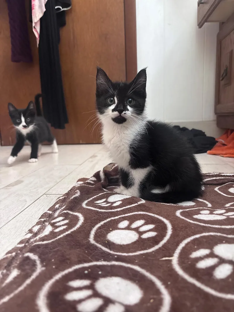 A baby medium-sized female Black & White / Tuxedo Domestic Short Hair cat named Skunk for adoption in Morristown, NJ