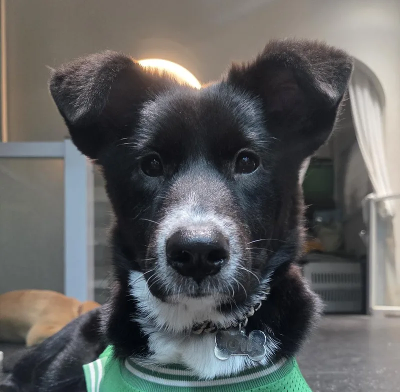 A baby small-sized male Border Collie dog named Ollie for adoption in DANVERS, MA