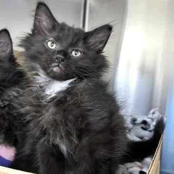 A baby small-sized male Black Domestic Short Hair cat named Deere for adoption in Novelty, OH