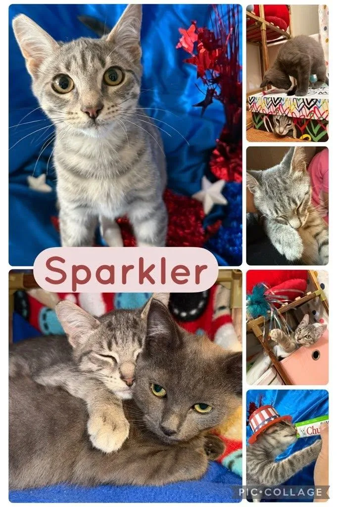 A baby small-sized male Tabby (Gray / Blue / Silver) Domestic Short Hair cat named Sparkler for adoption in Newberg, OR