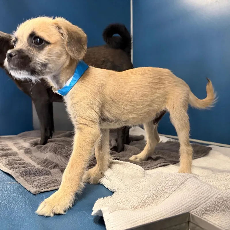A baby small-sized male Yellow / Tan / Blond / Fawn Pug dog named Martin for adoption in Yuma, AZ