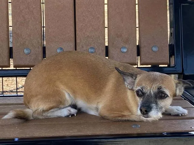 An adult small-sized female Chihuahua dog named Kiara for adoption in Tustin, CA