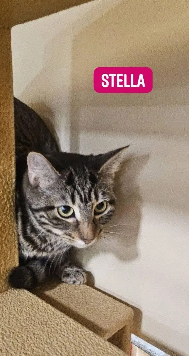 A baby medium-sized female Tabby (Brown / Chocolate) Domestic Short Hair cat named Stella Shewman for adoption in Stowe, PA