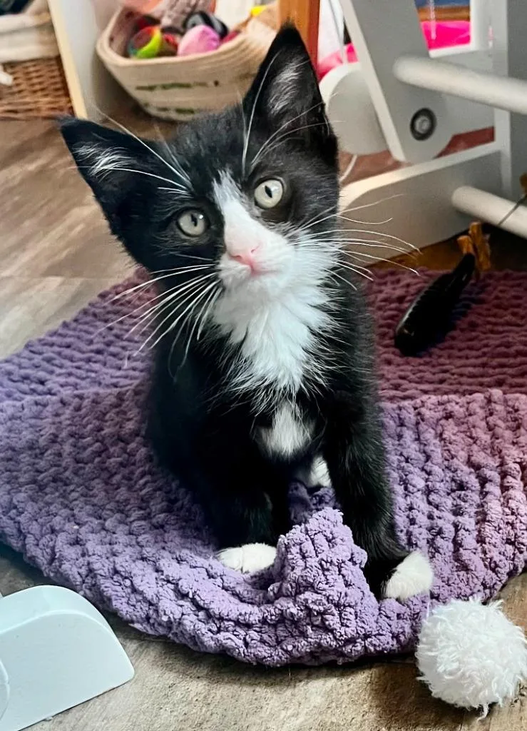 A baby small-sized male Domestic Medium Hair cat named Jack for adoption in Urbandale, IA