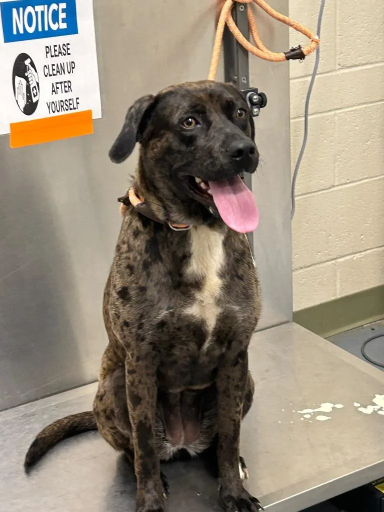 A young medium-sized female Catahoula Leopard Dog dog named 2026-05-020 for adoption in Winder, GA