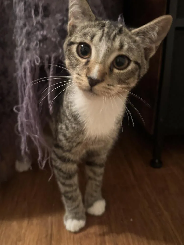 A baby small-sized male Brown / Chocolate Domestic Short Hair cat named Ceril for adoption in Henrico, VA