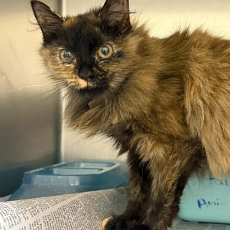 An adult medium-sized female Black Domestic Short Hair cat named Mandy for adoption in Fredericksburg, VA