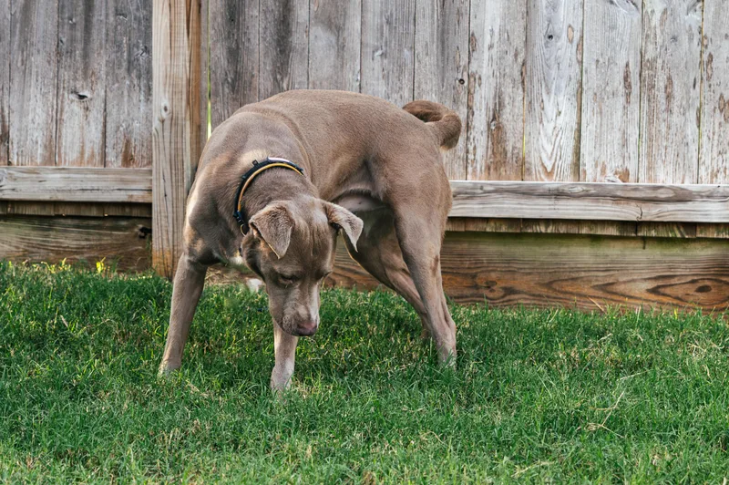 A young large-sized male Sable Weimaraner dog named Jet for adoption in Magnolia, TX