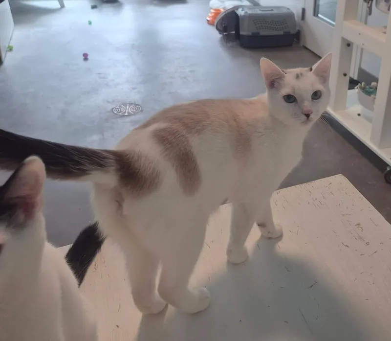 An adult medium-sized male Domestic Short Hair cat named Boonie for adoption in Sultan, WA