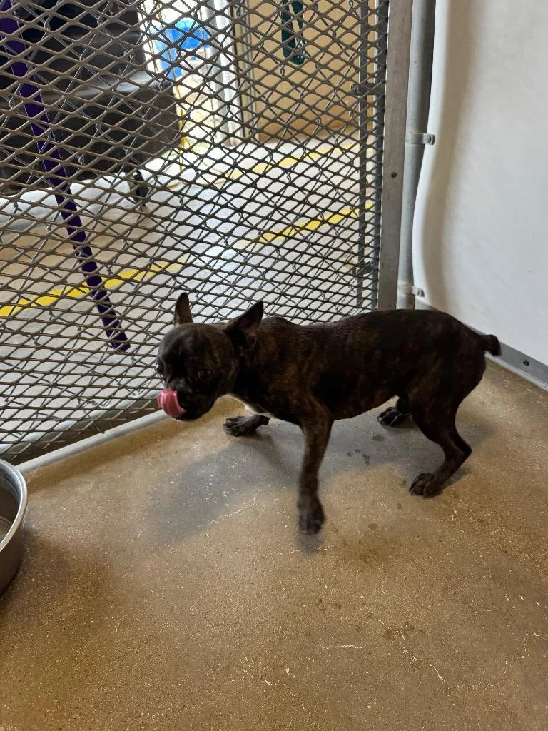 An adult medium-sized female French Bulldog dog named Walnut for adoption in Belton, TX
