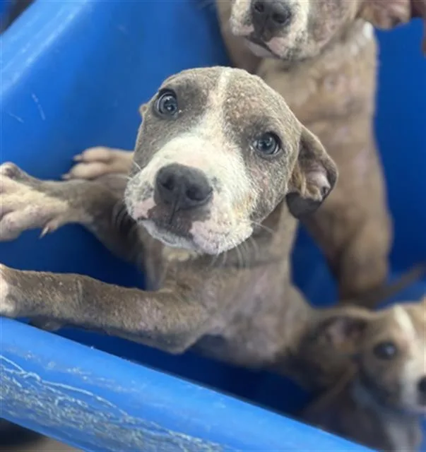 A baby medium-sized male Mixed Breed dog named Bob for adoption in Dallas, TX