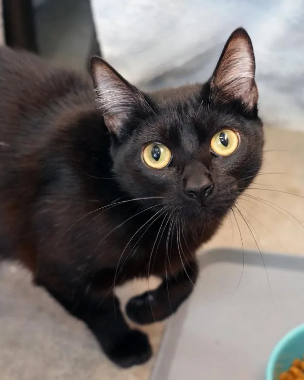Cat Noir thumbnail 2
