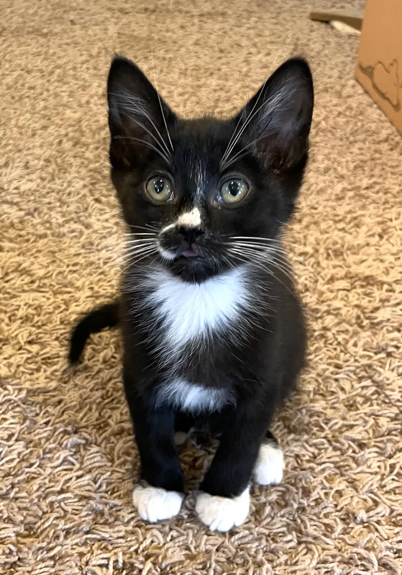 An adult small-sized male Black & White / Tuxedo Domestic Short Hair cat named Jasper for adoption in Hillsboro, OR